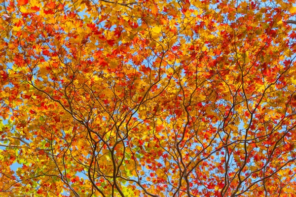 Autumn Leaf Season Japan — Stock Photo, Image