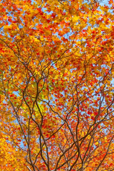 Herbstblattsaison Japan — Stockfoto