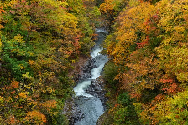 stock image Autumn leaf season in Japan