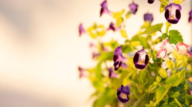 Bahar çayırında küçük bir çiçek