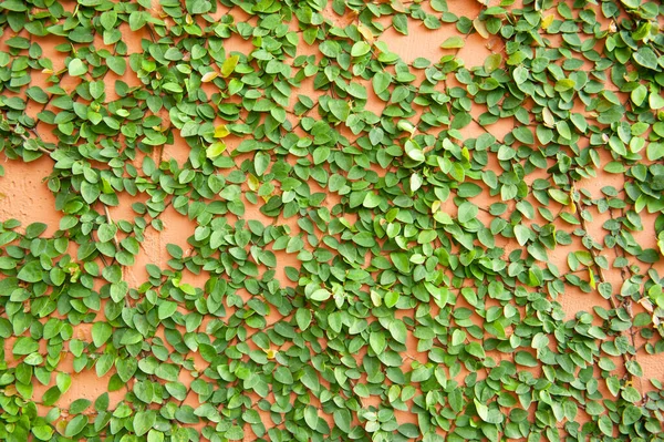 Zielony Liść Roślina Ściany — Zdjęcie stockowe