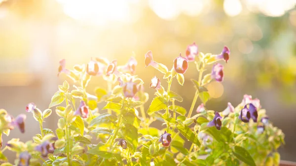 Malá Květinka Jarní Louce — Stock fotografie