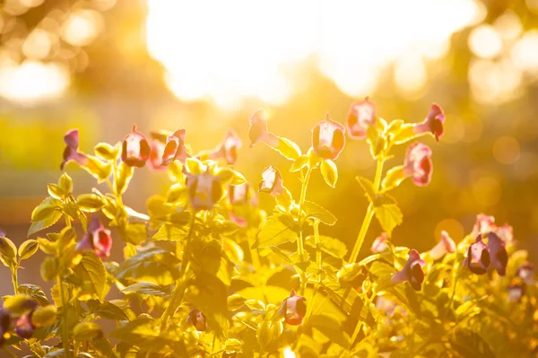 Pequena Flor Prado Primavera — Fotografia de Stock