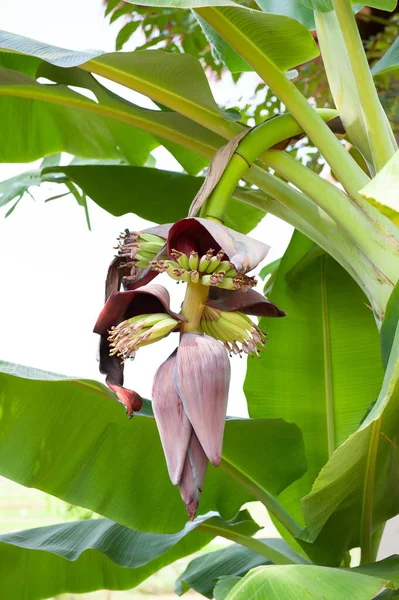 Bananenboom Met Baby Bananen Bloem — Stockfoto