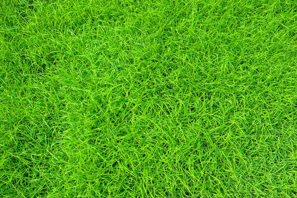 Lonf Grass Texture Your Background — Stock Photo, Image