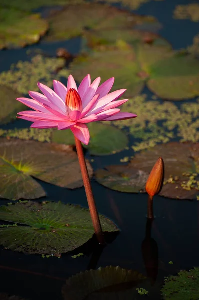 Pink Lotus Blooming Water — Stock Photo, Image