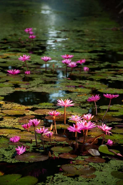 Lotus Rose Fleurit Dans Eau — Photo