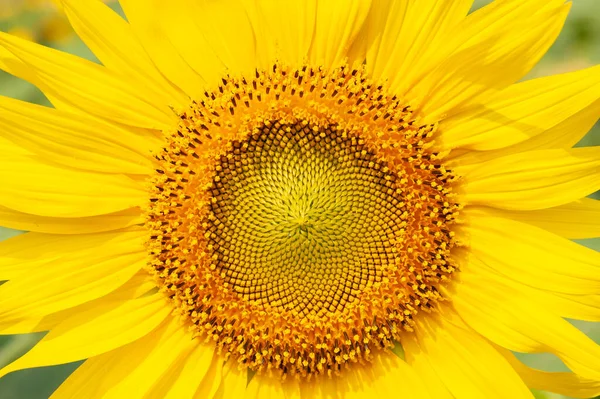 Sunflower Blooming Close — Stock Photo, Image