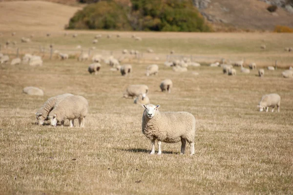 Schapenboerderij Nieuw Zeeland — Stockfoto