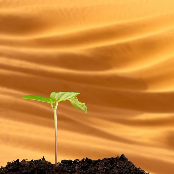 沙漠中的幼树 — 图库照片