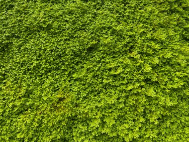 Spike Moss Fern bahçede