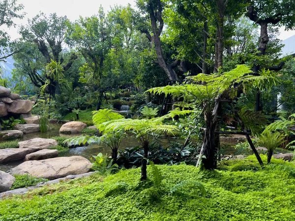 Bahçede Taze Tropikal Bitki — Stok fotoğraf
