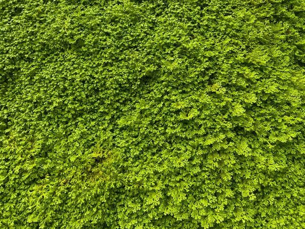 Spike Moss Fern Garden — Stock Photo, Image