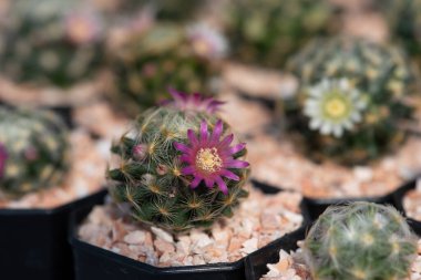 Bahçede kaktüs çiçeği açar.