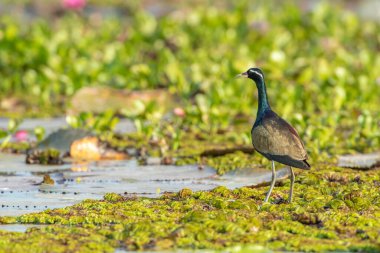 Water bird in large lake at the central of Thailand, Nakhonsawan province