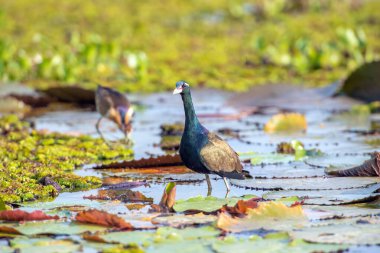 Water bird in large lake at the central of Thailand, Nakhonsawan province