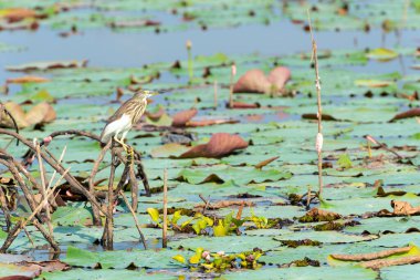 Water bird in large lake at the central of Thailand, Nakhonsawan province