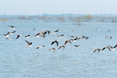 Water bird in large lake at the central of Thailand, Nakhonsawan province