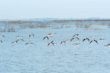 Water bird in large lake at the central of Thailand, Nakhonsawan province