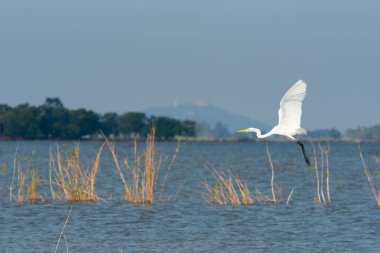Water bird in large lake at the central of Thailand, Nakhonsawan province