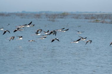 Water bird in large lake at the central of Thailand, Nakhonsawan province