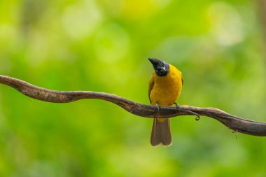 Black Crested Bulbul stand in the rain forest, Thailand