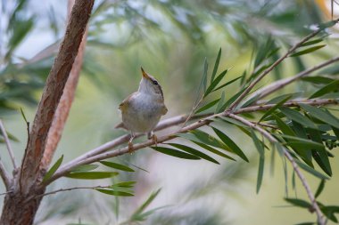 Dark Necked Tailorbird  stand on the branch of tree, Thailand