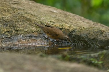 Eyebrowed Thrush bird in the rain forest, Thailand