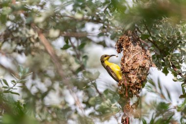 Olive Backed Sunbird on the tree in forest, Thailand