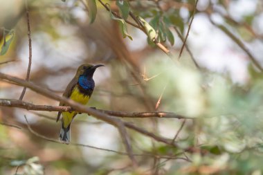 Olive Backed Sunbird on the tree in forest, Thailand