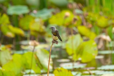 Plaintive Cuckoo standin on the lotus flower in the lake, Thailand