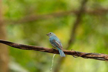 Verditer Flycatcher bird in the rain forest, Thailand