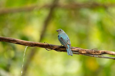 Verditer Flycatcher bird in the rain forest, Thailand