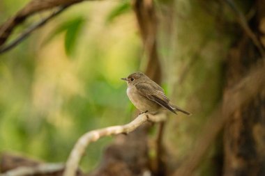 Asian Brown Flycatcher in the rain forest, Thailand