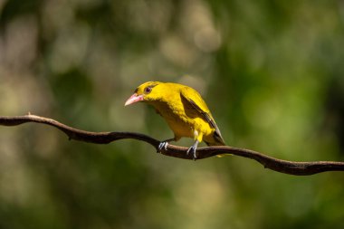Black naped Oriole - Oriolus chinensis in the rain forest, Thailand