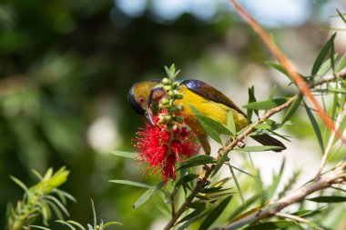 Brown Throated Sunbird  in the rain forest, Thailand