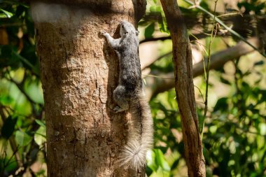 Finlayson's squirrel in the rain forest, Thailand