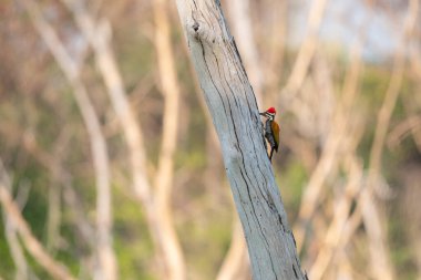 Greater Flameback stand in the rain forest, Thailand