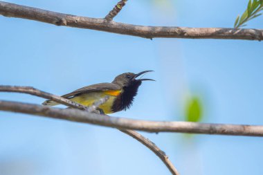 Olive Backed Sunbird on the tree in forest, Thailand