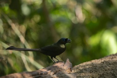 Racquet-tailed Treepie bird in the rain forest, Thailand