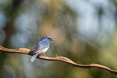 Verditer Flycatcher bird in the rain forest, Thailand