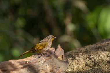 Stripe-throated bulbul  stand in the rain forest, Thailand
