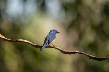 Verditer Flycatcher bird in the rain forest, Thailand
