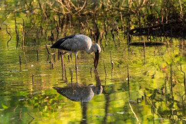 Asian Openbill stand in the rain forest, Thailand
