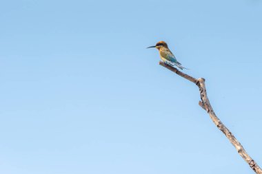 Chestnut Headed Bee Eater  stand in the rain forest, Thailand