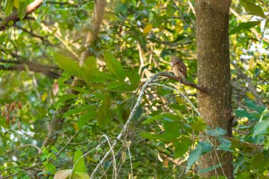 Collared Owlet  stand in the rain forest, Thailand