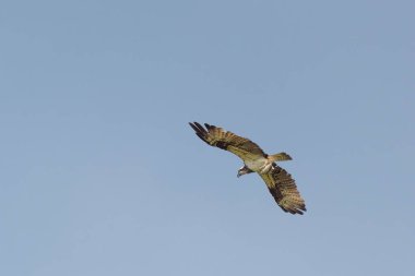 Western Osprey  are carry the fish over the sky, Thailand