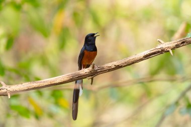 White Rumped Shama  stand in the rain forest, Thailand
