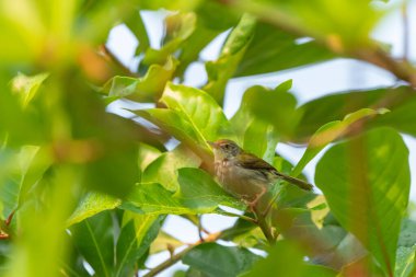 Dark Necked Tailorbird  stand on the branch of tree, Thailand