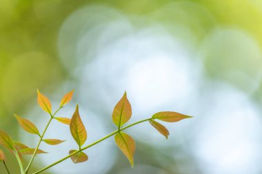 Sabah fotoğrafında ışık olan doğal yaprak sırtı.